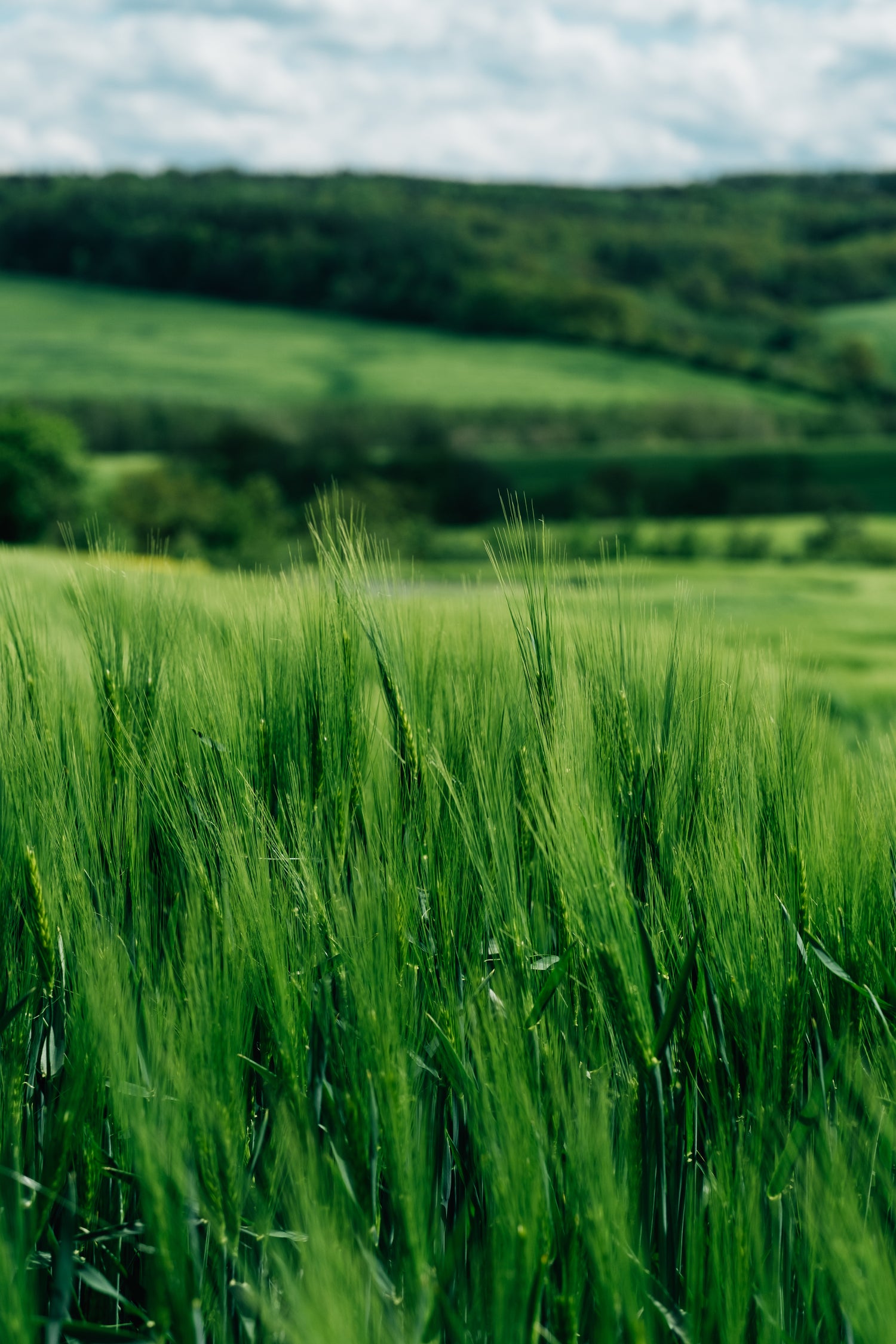 Tall vibrant green grass cover rolling hillside
