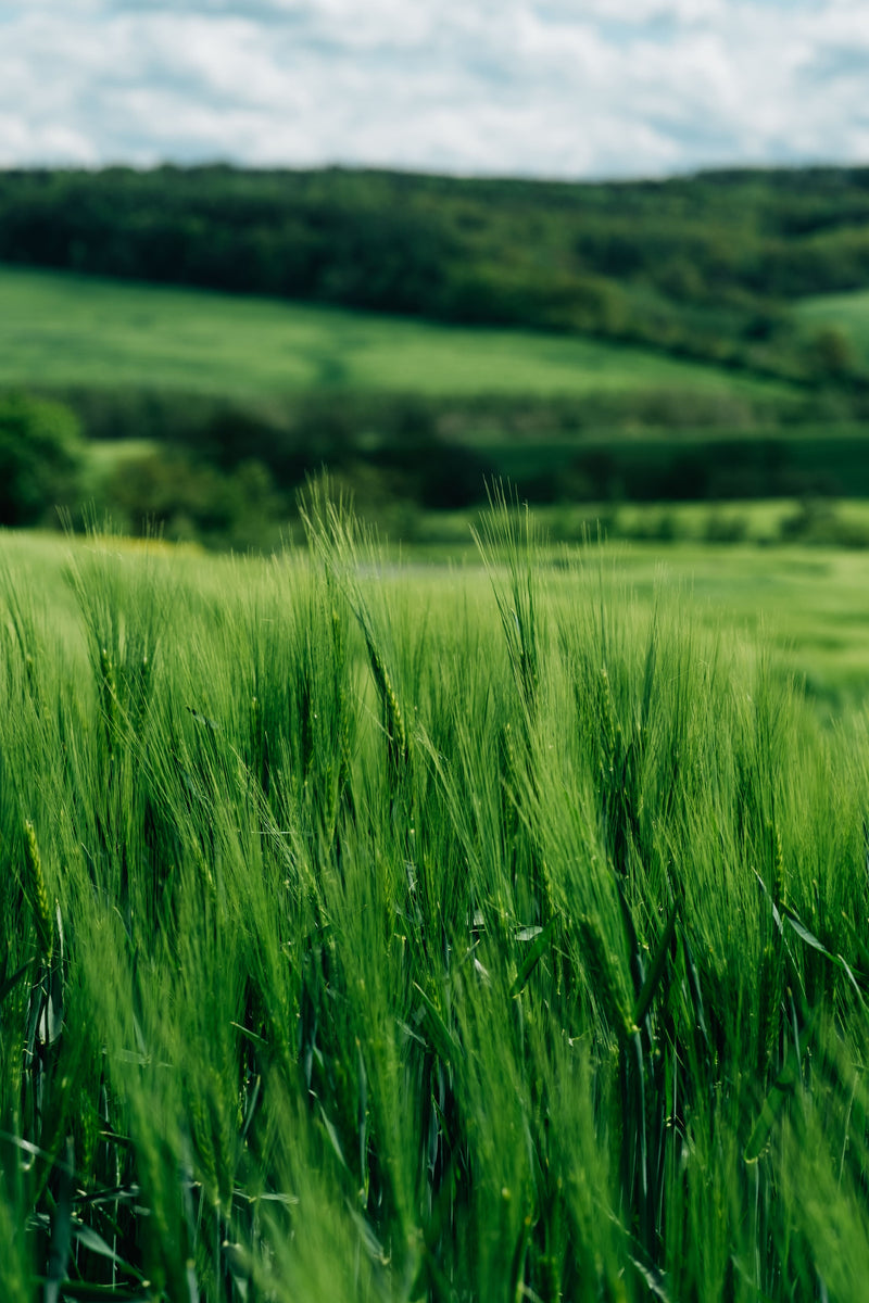 Tall vibrant green grass cover rolling hillside